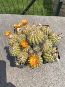 Parodia spec. orange